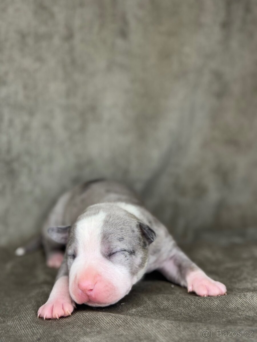 Americký stafordšírský teriér - 5