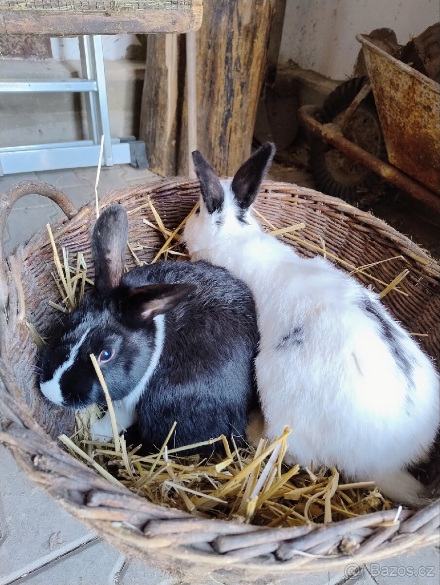 Prodám mladé králiky - 5