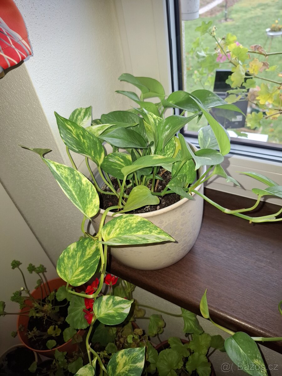 Pokojové květiny - 5