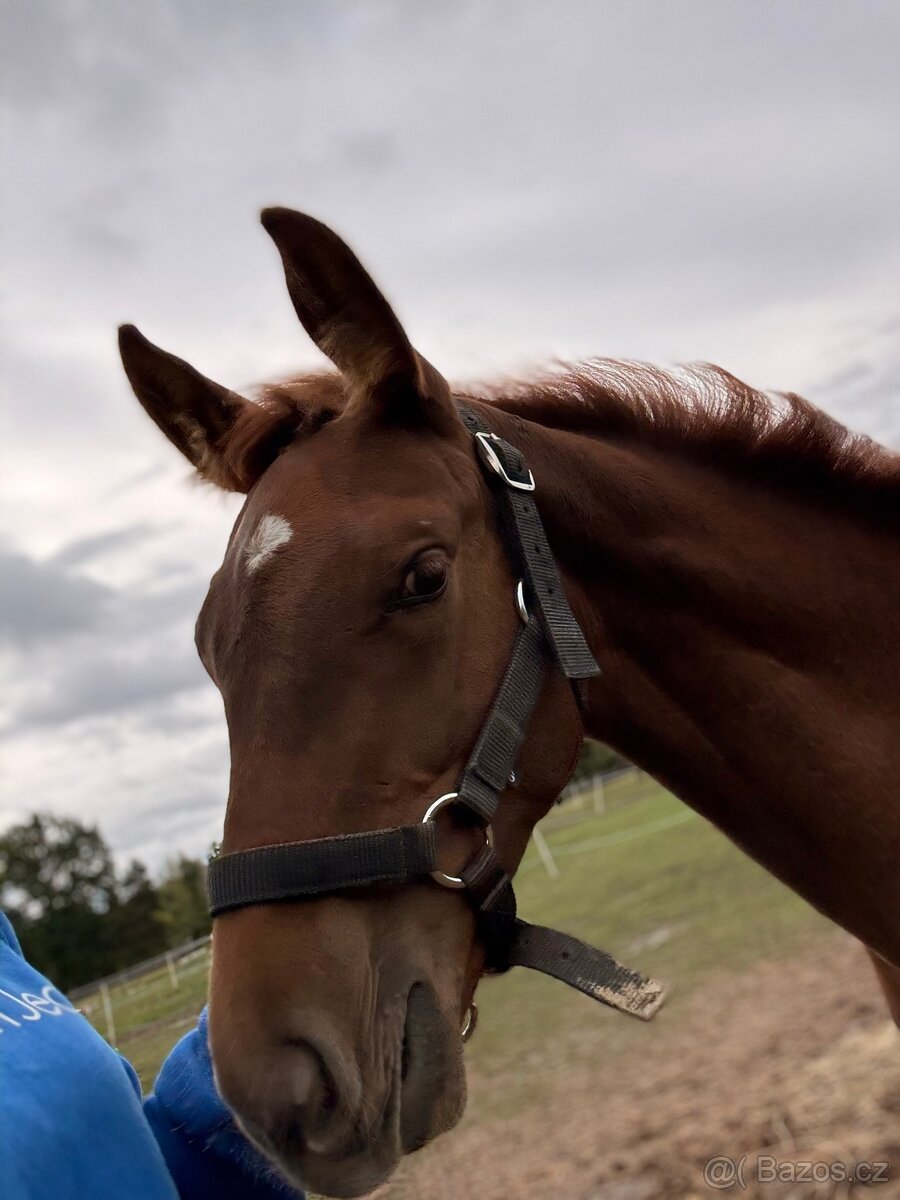 Hřebeček na prodej - 5