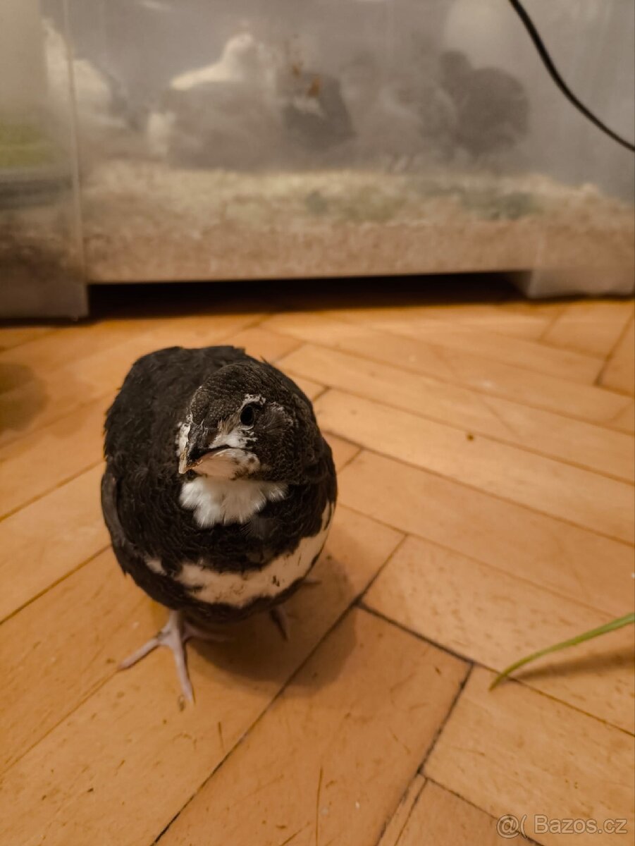 Kohoutci křepelek americký mix - 5