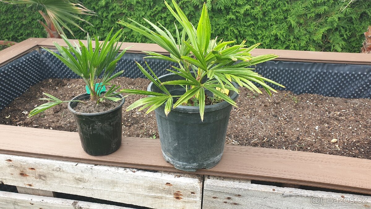 Palma Trachycarpus fortunei - 5
