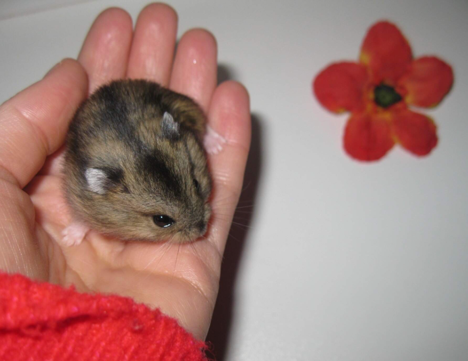 Křeček džungarský s PP (Brno, Břeclav) - 5