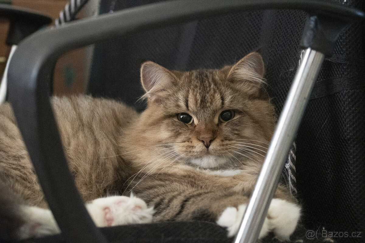 Sibiřská kočka, kocourek Nero s PP - 5