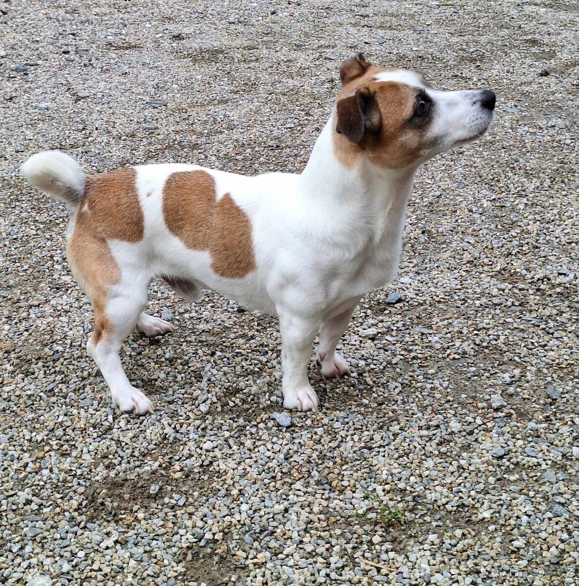 Jack Russell teriér - štěně - 5