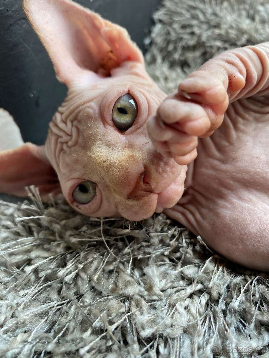 Sphynx - 5
