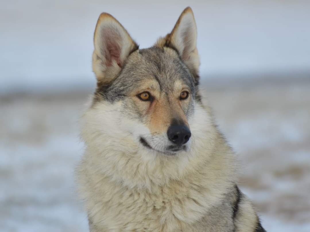 Československý vlčák - 5