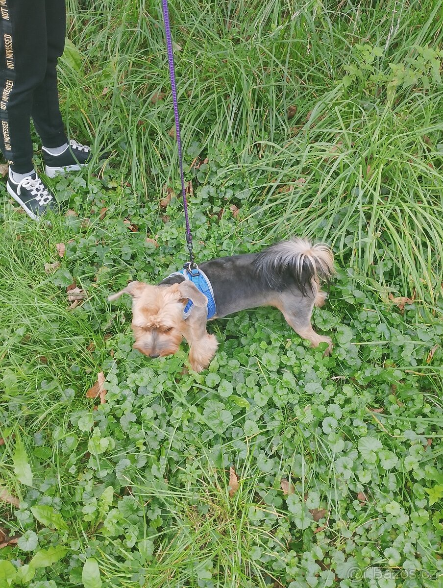 Jorkšírský teriér chlapec s pp - 5