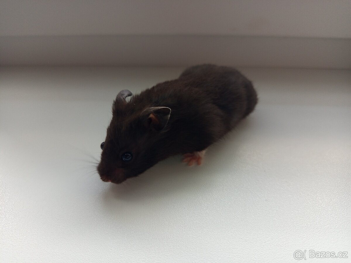 Křeček syrský mláďata - 5