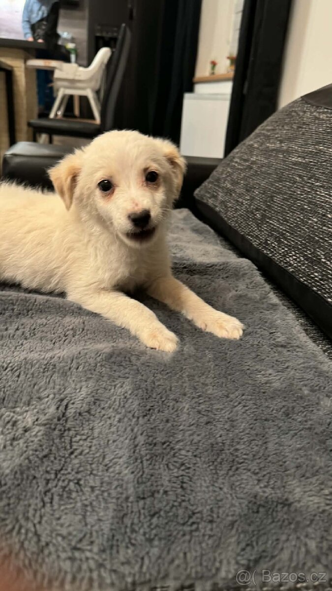 Šteňátko křížence - 5