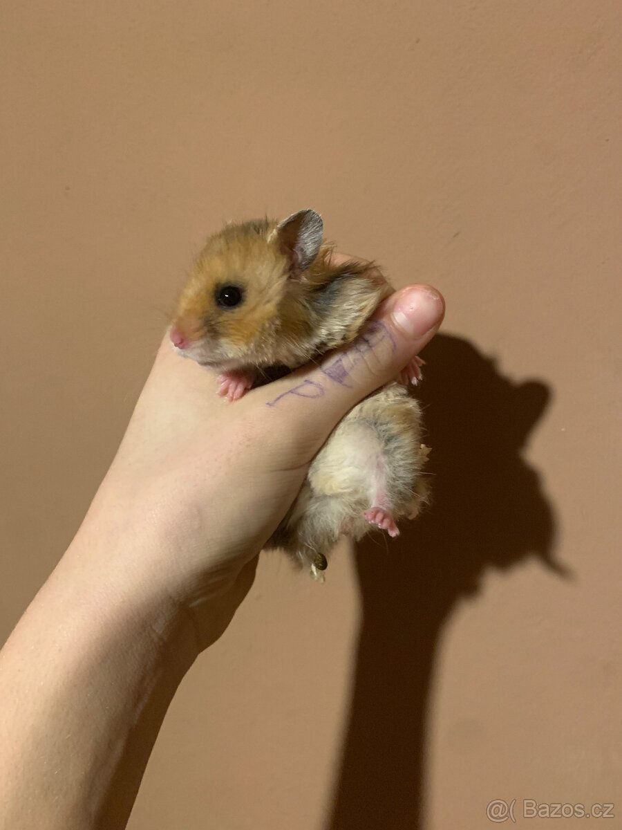 Křeček syrsky mláďata - 5