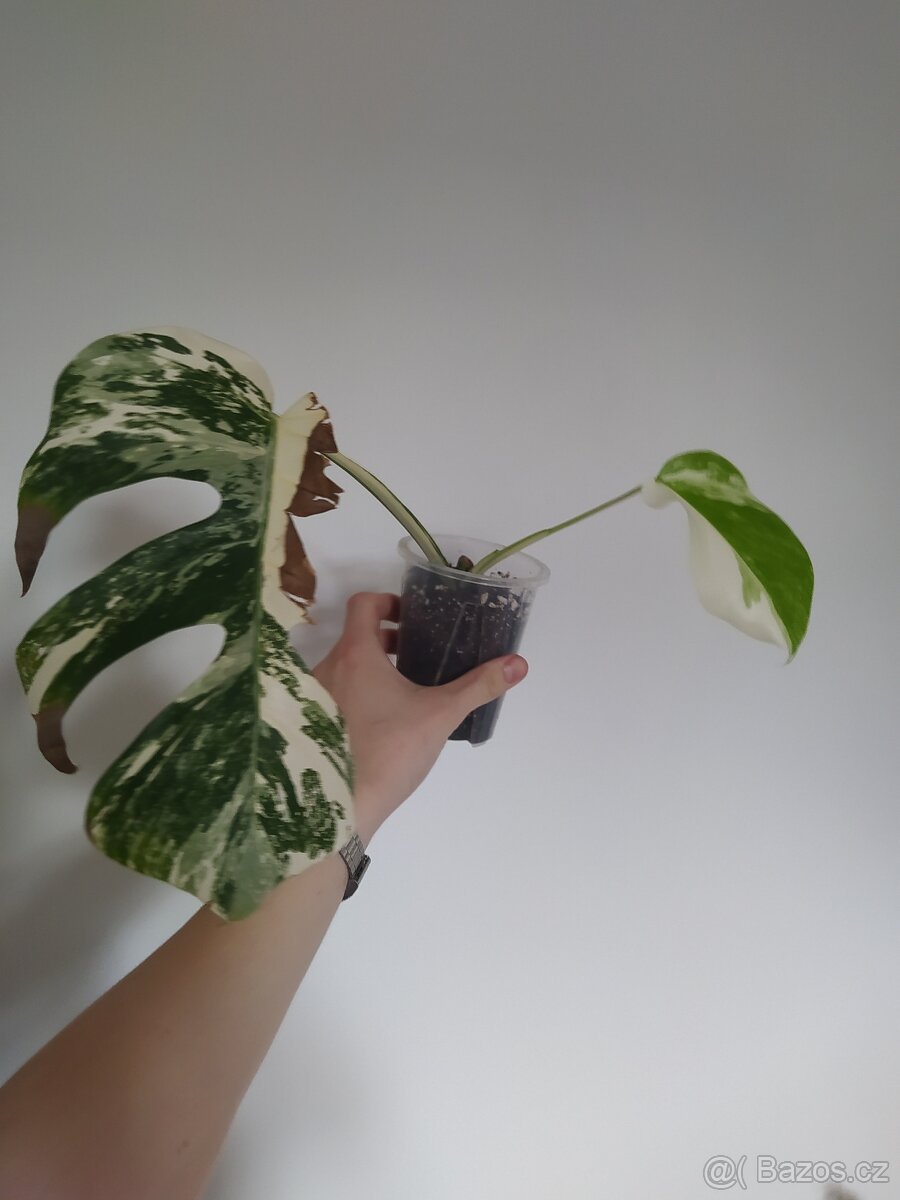 Monstera Albo Variegata - 5