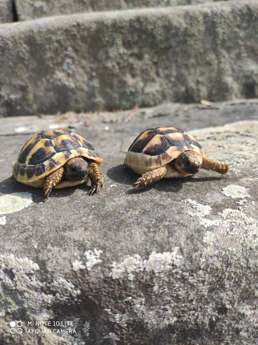 suchozemská želva zelenavá a vroubená, terárium - 5