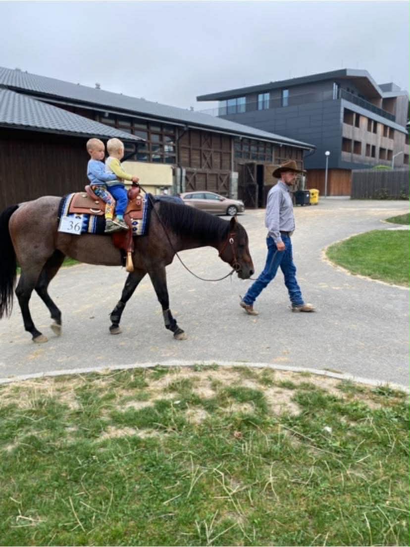 Připouštění QH hřebcem - 5