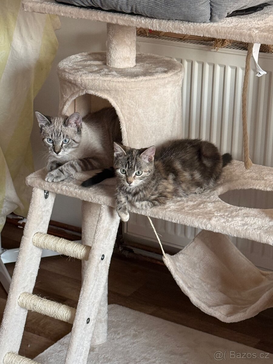 Daruji do dobrých rukou dvě kočičky - 5