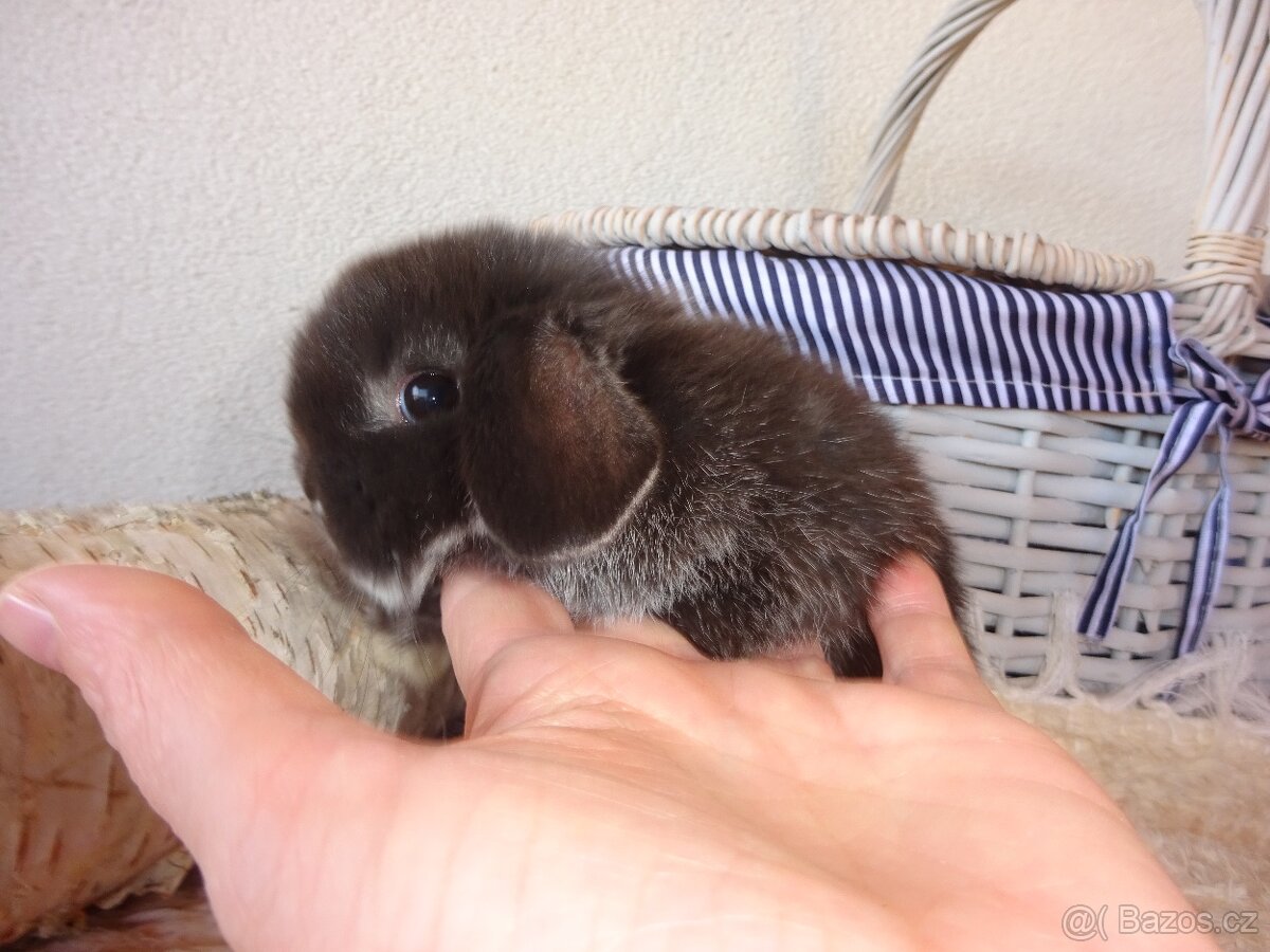 Minilop - sameček - 5