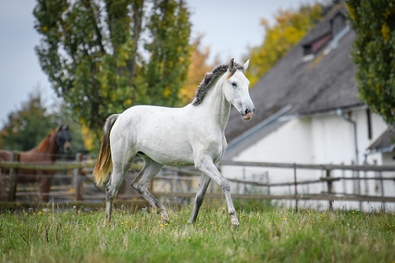 Perspektivní Lusitano klisna - 5