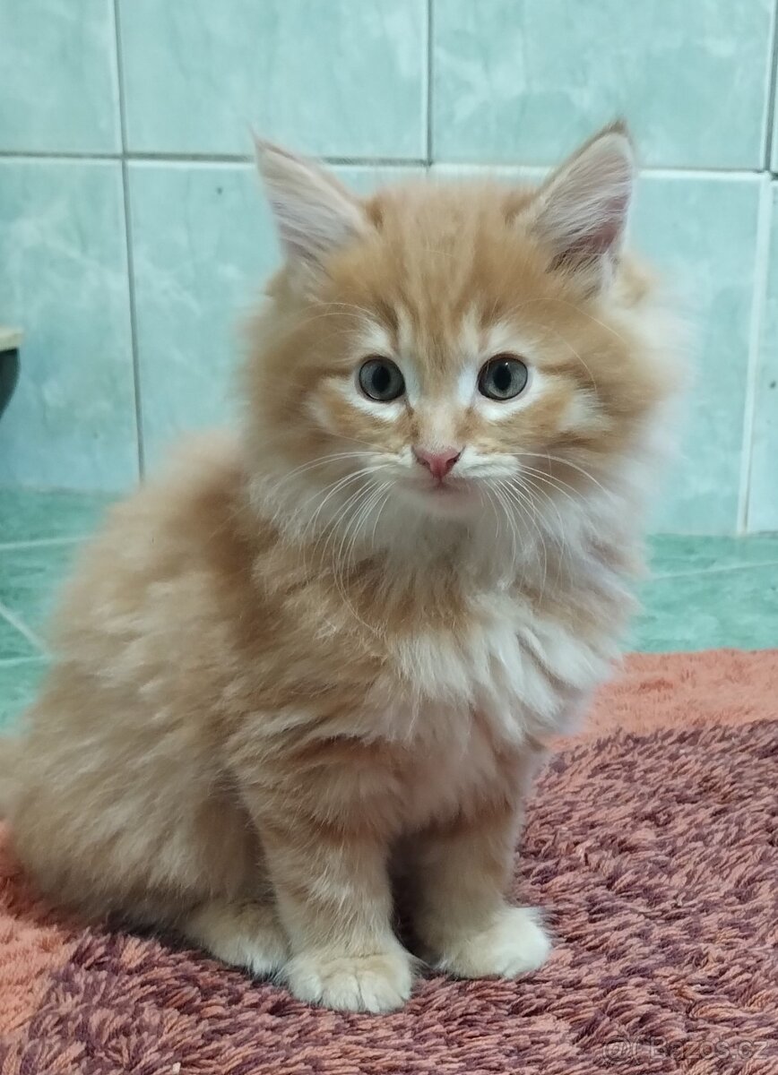 Sibiřská koťata - 5