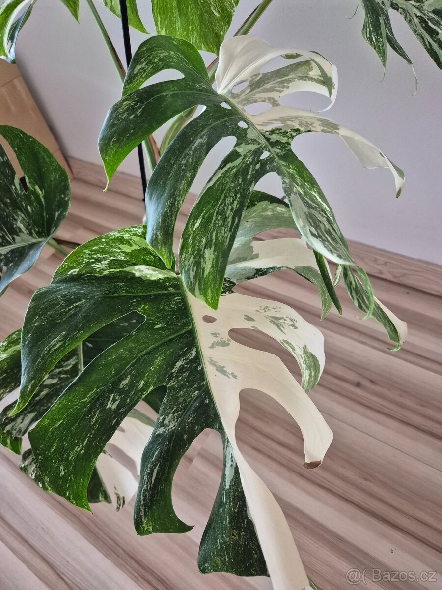 Monstera albo variegata - 5