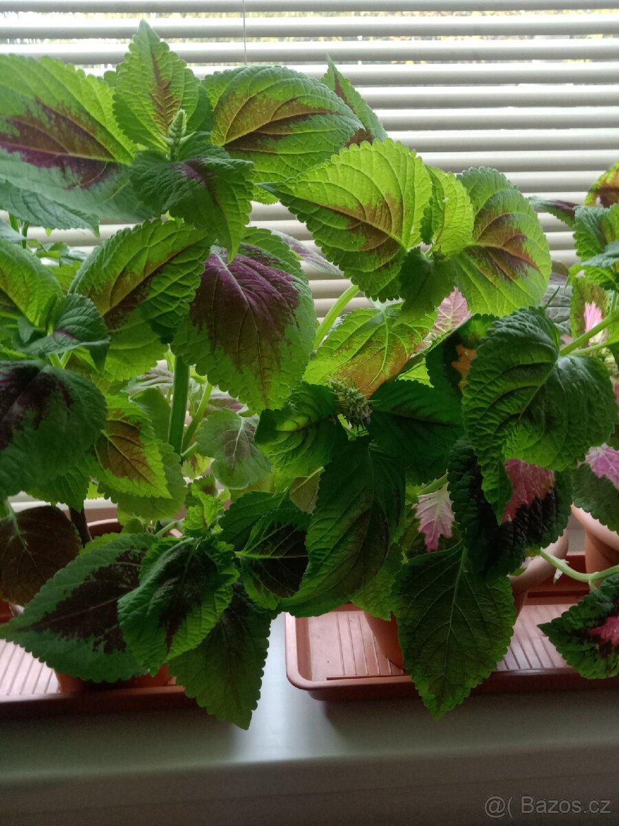 Africké kopřivy - 5