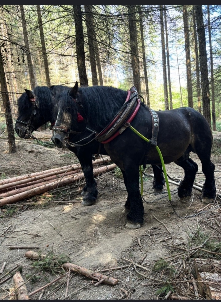 „Překrásný hřebec na práci v lese“ - 5