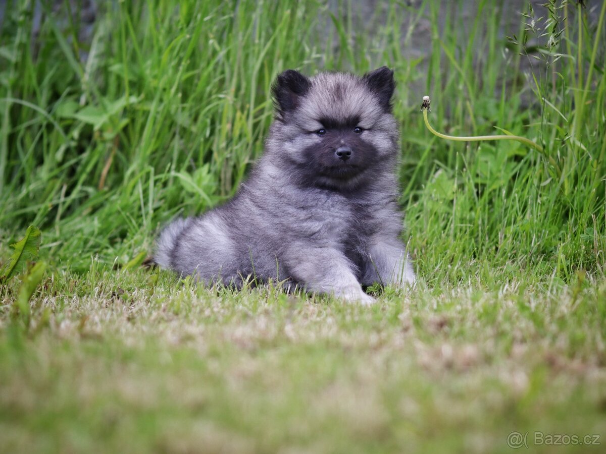 Německý špic vlčí / Keeshond s PP - 5