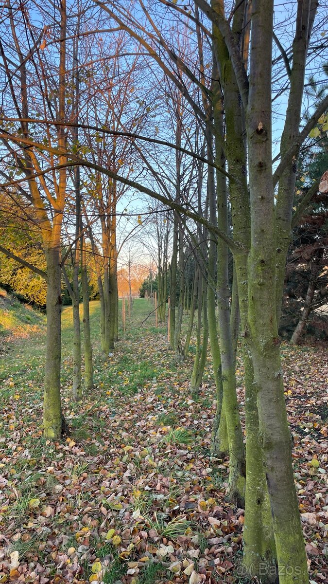 Vzrostlé stromy stromky Lípa Srdčitá - 5