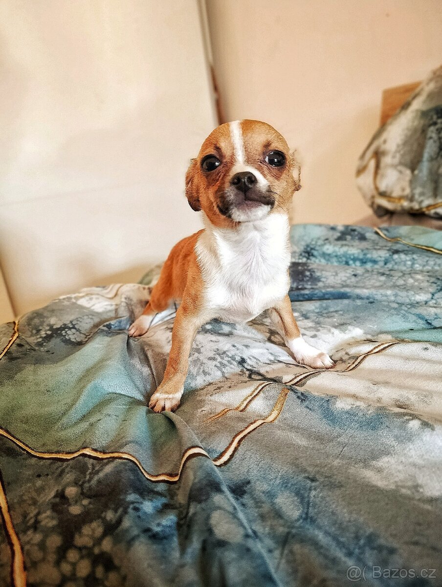 Štěňátko pejsek Čivava - 5
