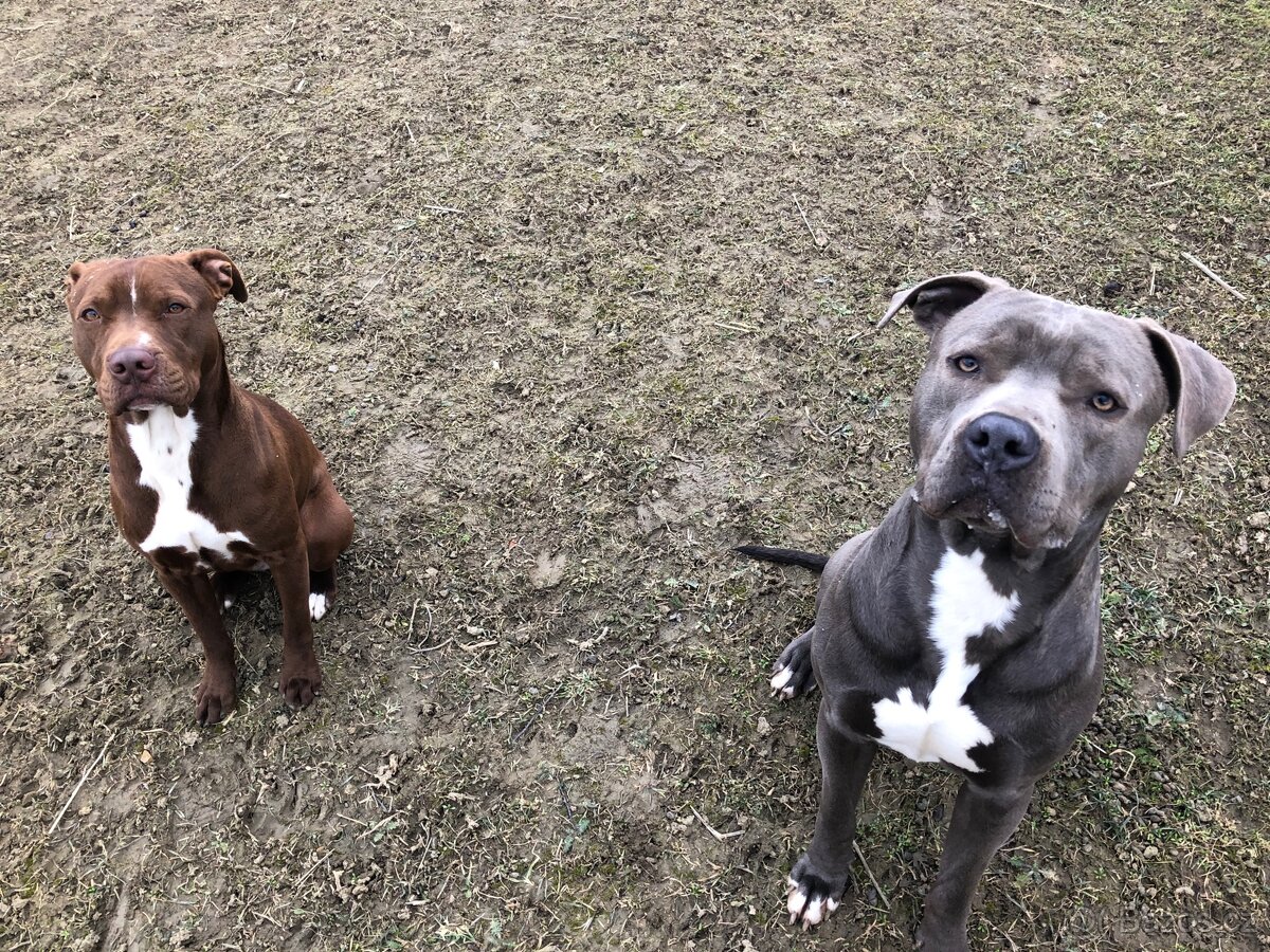 Krytí Americký stafordširský teriér - 5