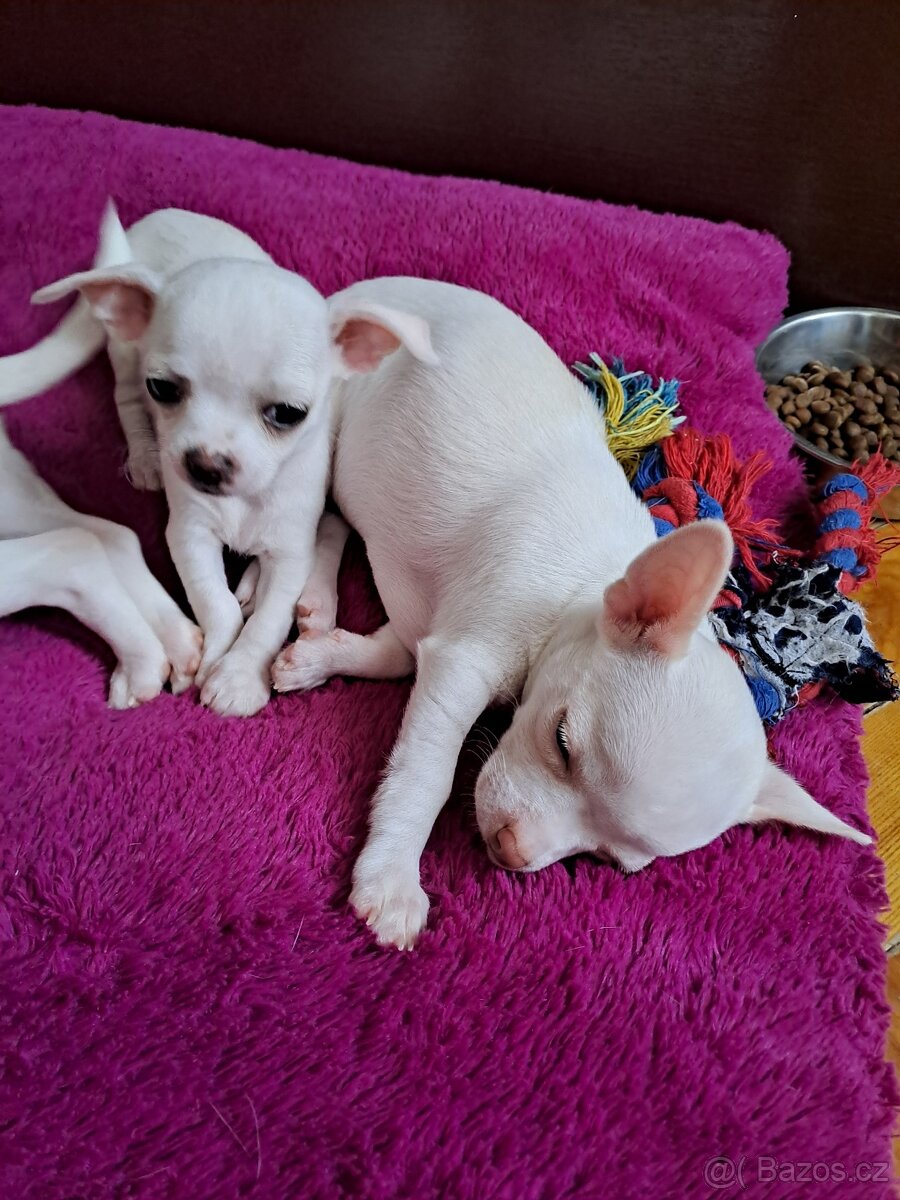 Krátkosrstá Čivava - 5