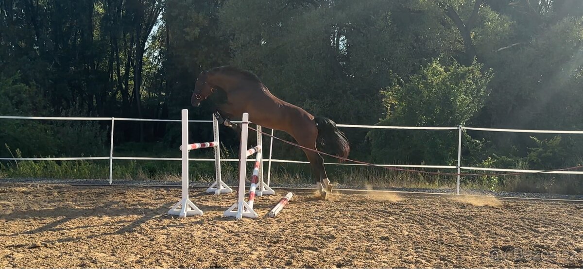 Prodám 3,5 letou krásnou klisnu - 5