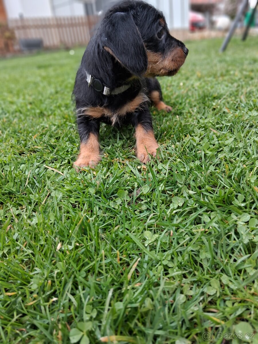 Jezevčík drsnosrsty - 5