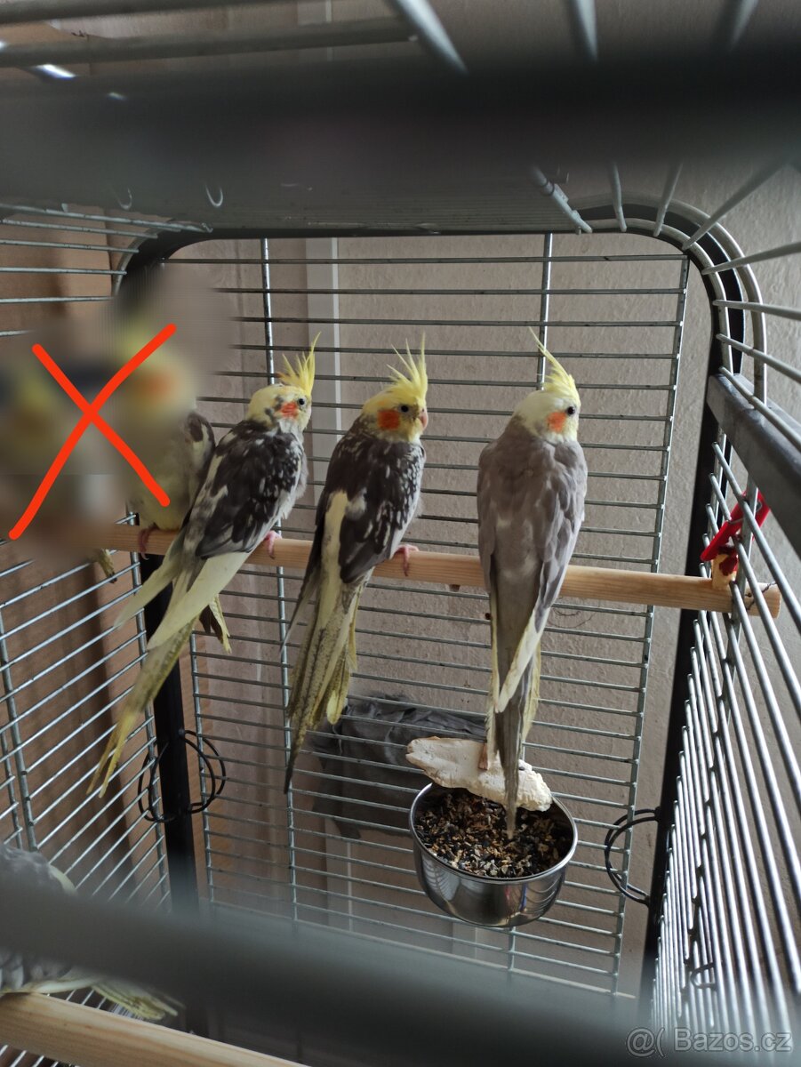 Korela letošní - 5