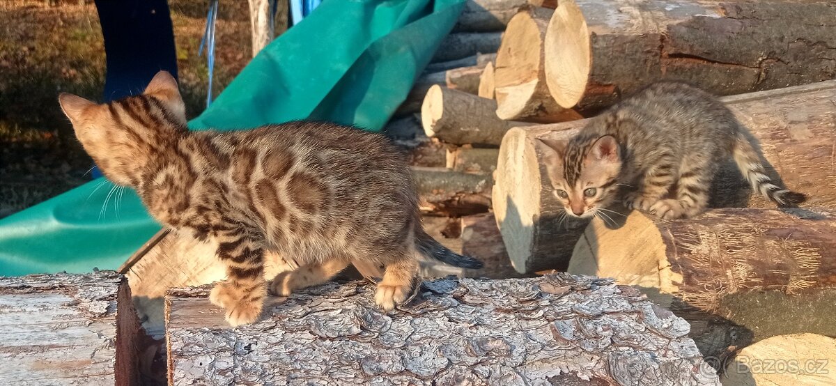 Kočka bengálská - 5