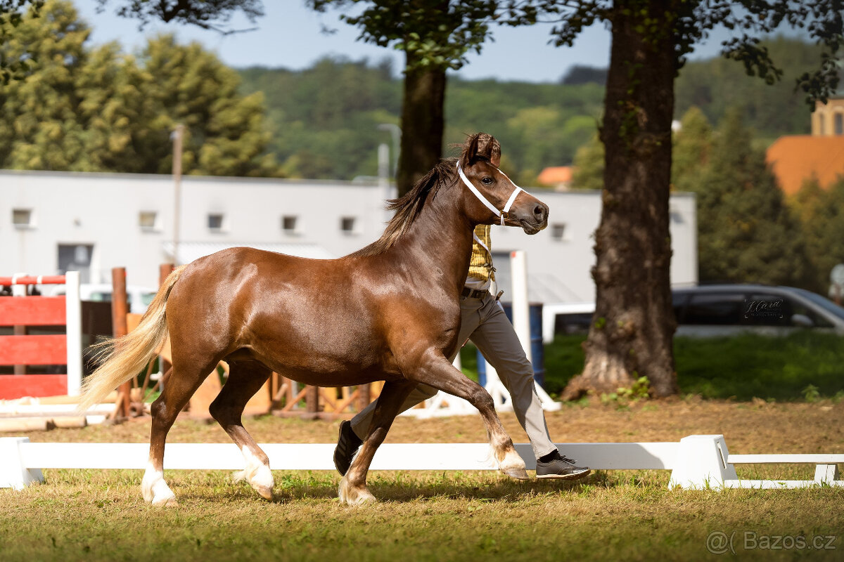Welsh pony of cob type - 5