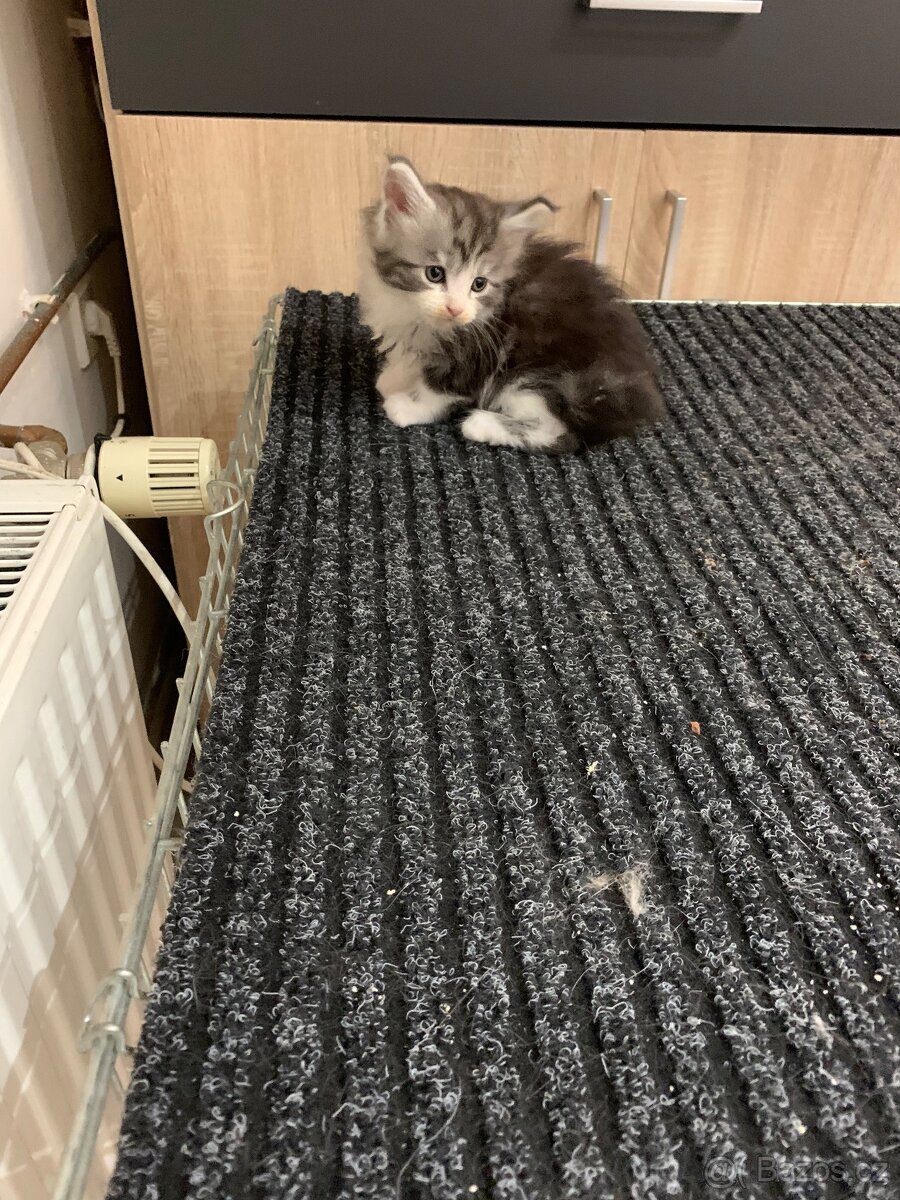 Koťátka Mainské Mývalí - 5