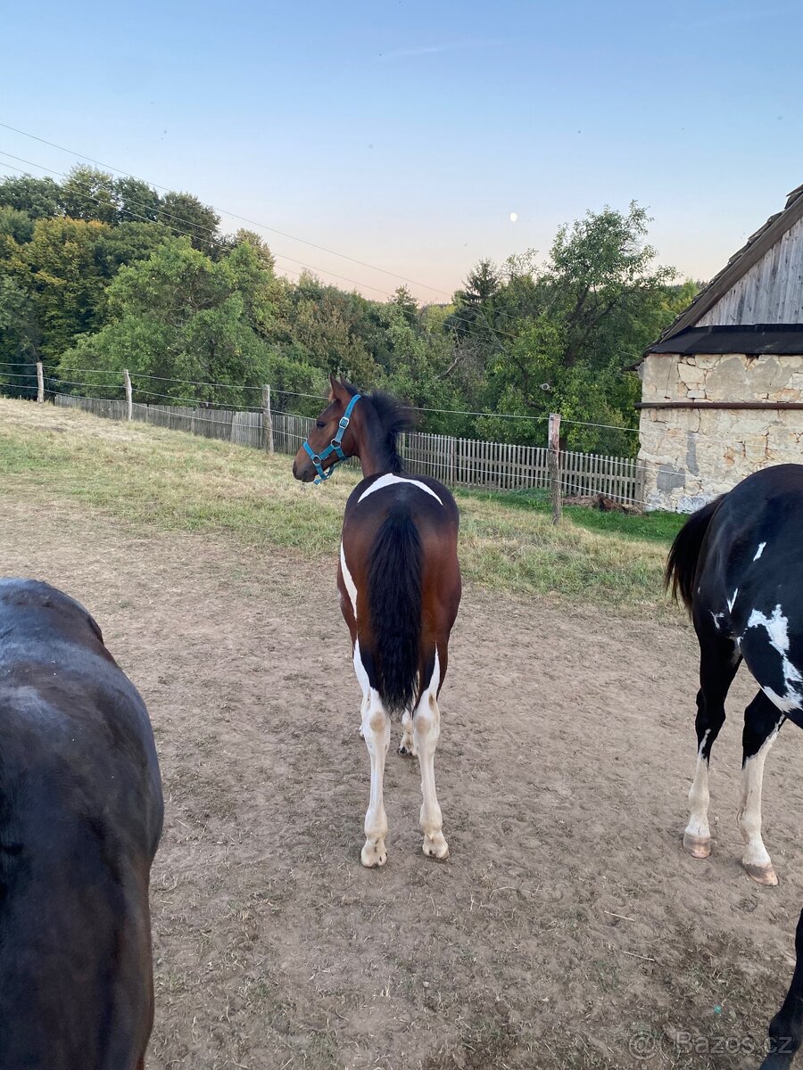 Nabízím klisnu Barock Pinto - 5