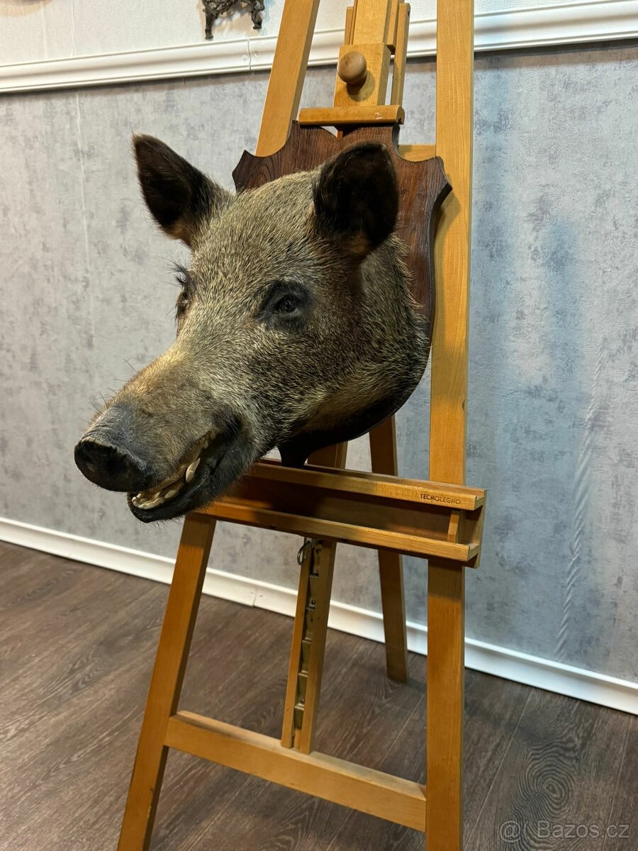 Lovecká trofej - Divoké prase (141047) - 5