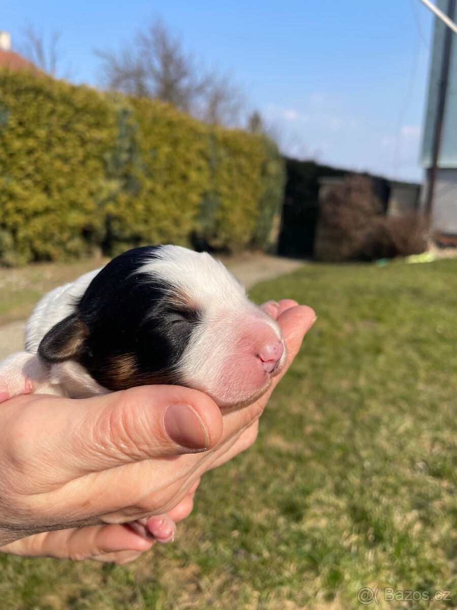 Štěňátko-Border colie Trikolor - 5