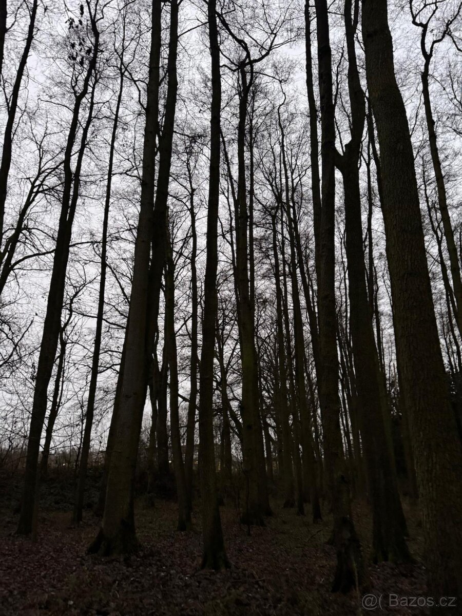 Prodej lesního pozemku v k.ú. Měcholupy u Předslavi - 5