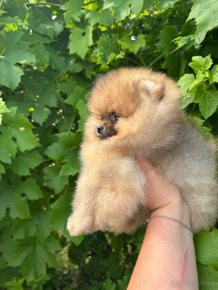 Pomeranian - 5