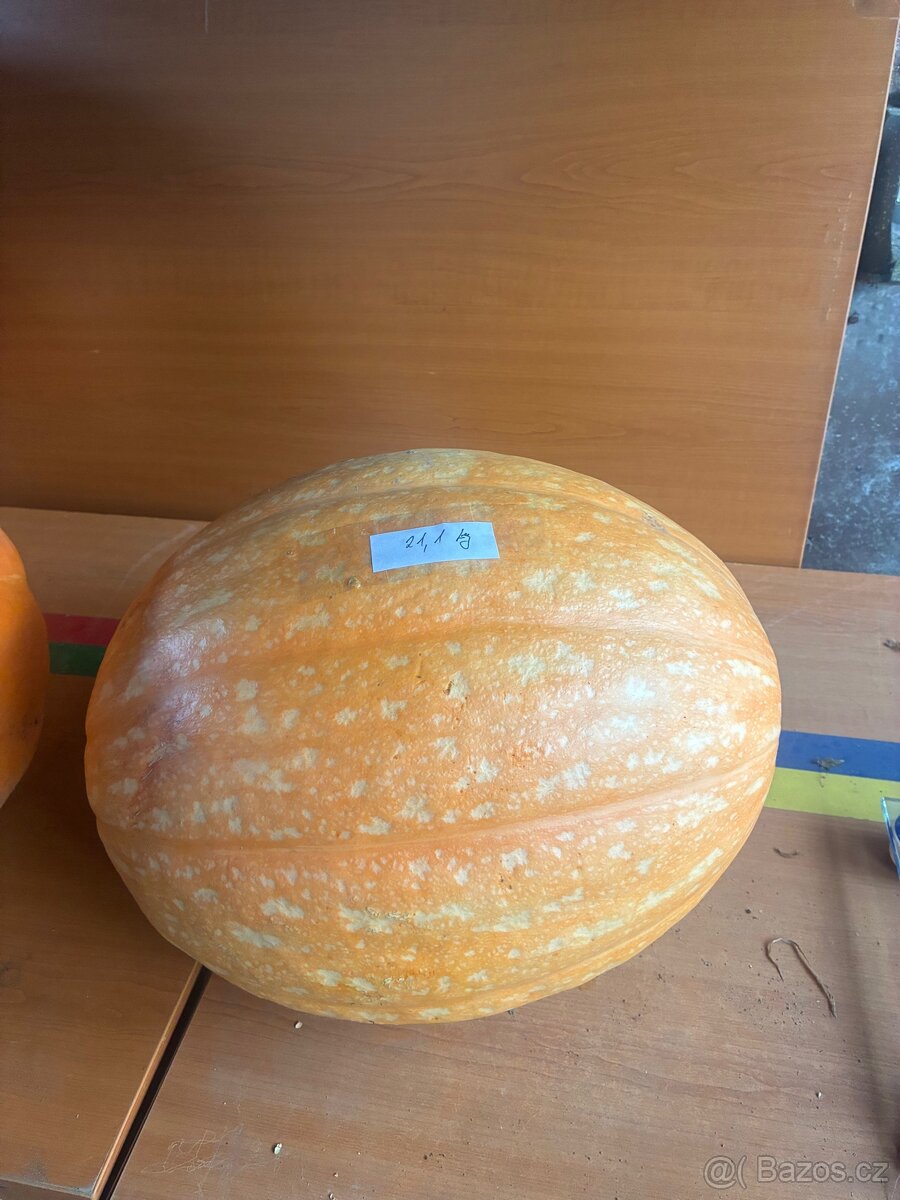 Dýňe - 5