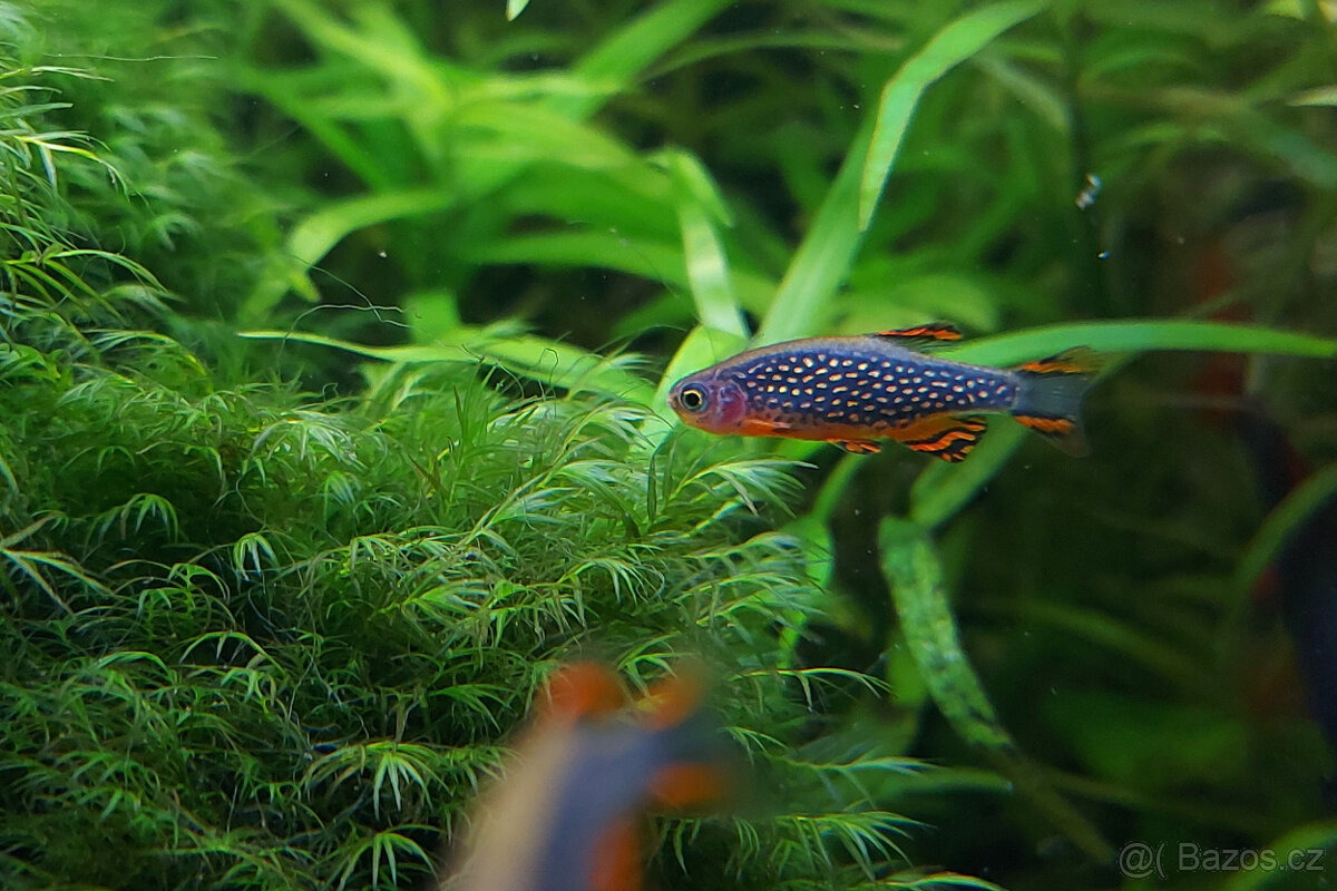 Dánio perlové - Razbora galaxy - 5