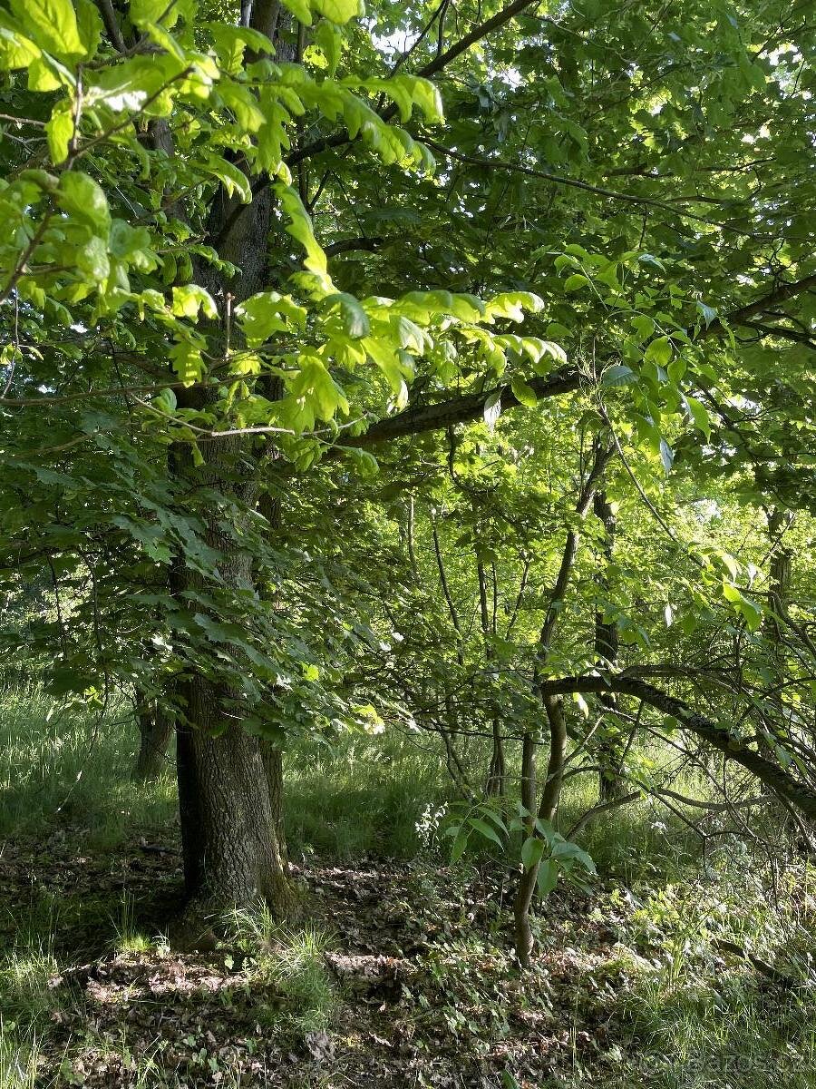 Prodám lesní pozemek v k.ú. Oplot - 5