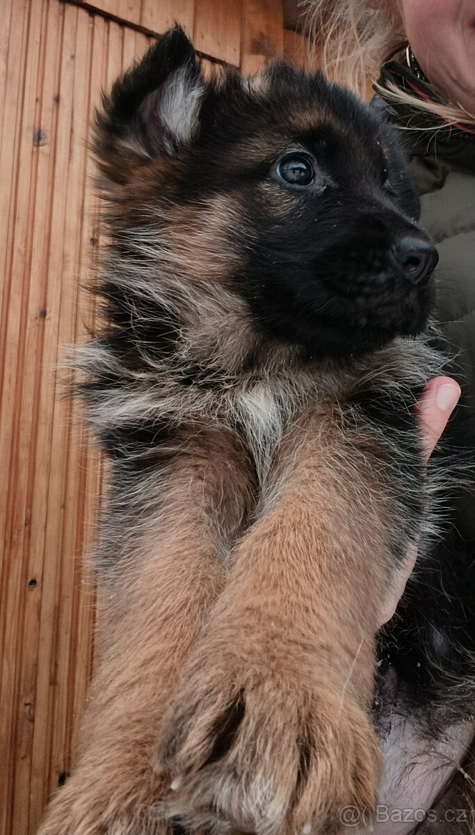 Německý ovčák štěně s PP - 5