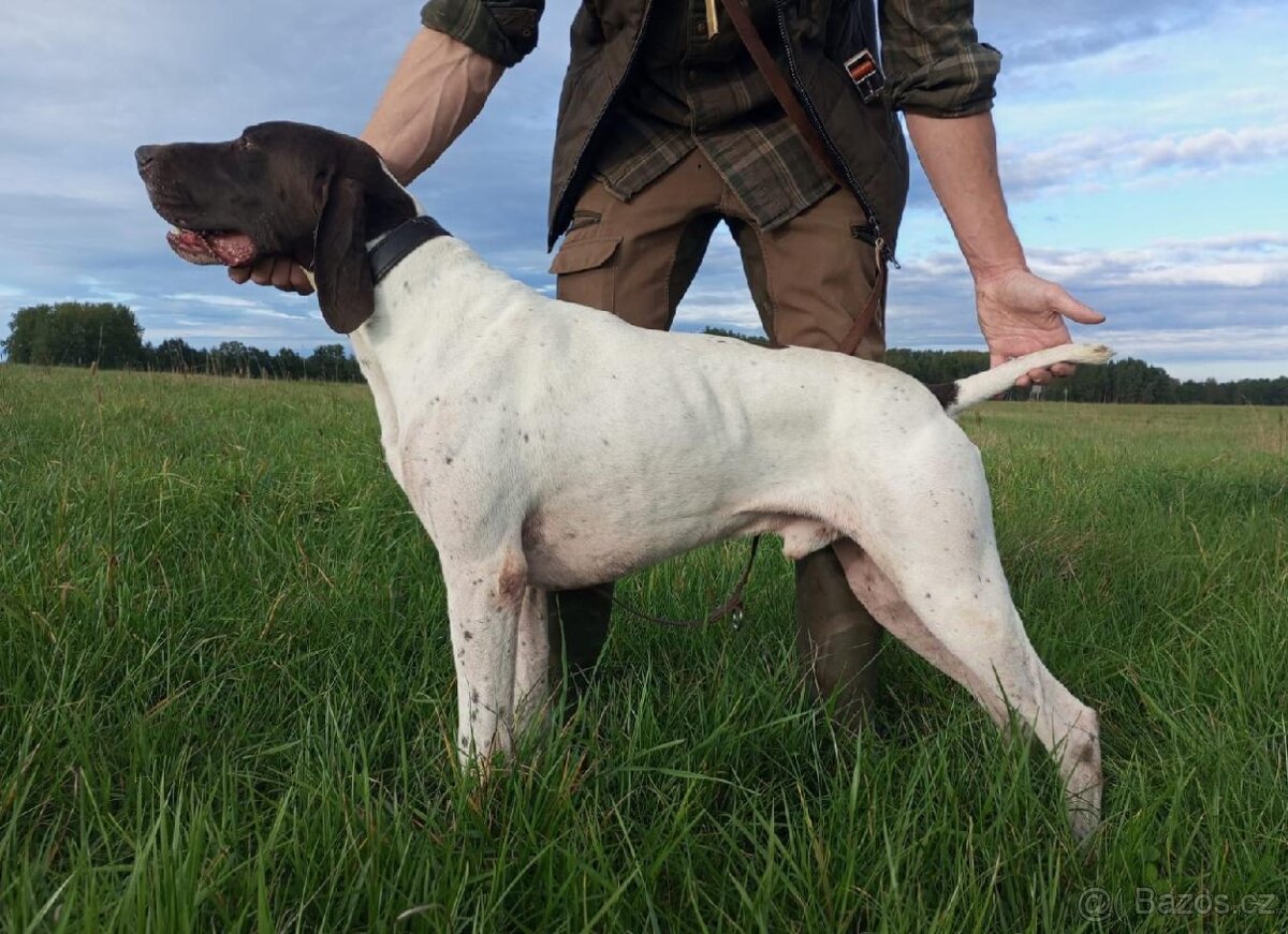 Německý krátkosrstý ohař - 5