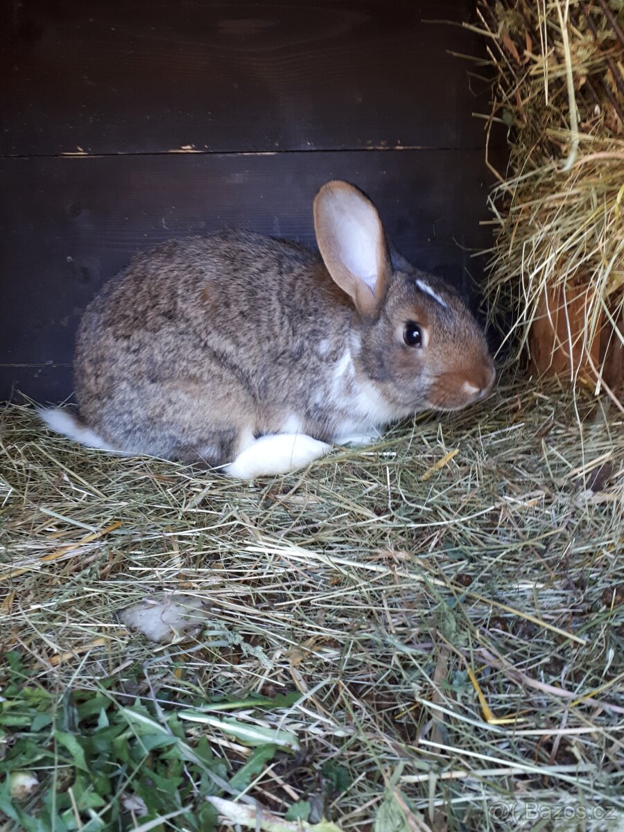 Králík samec - 5