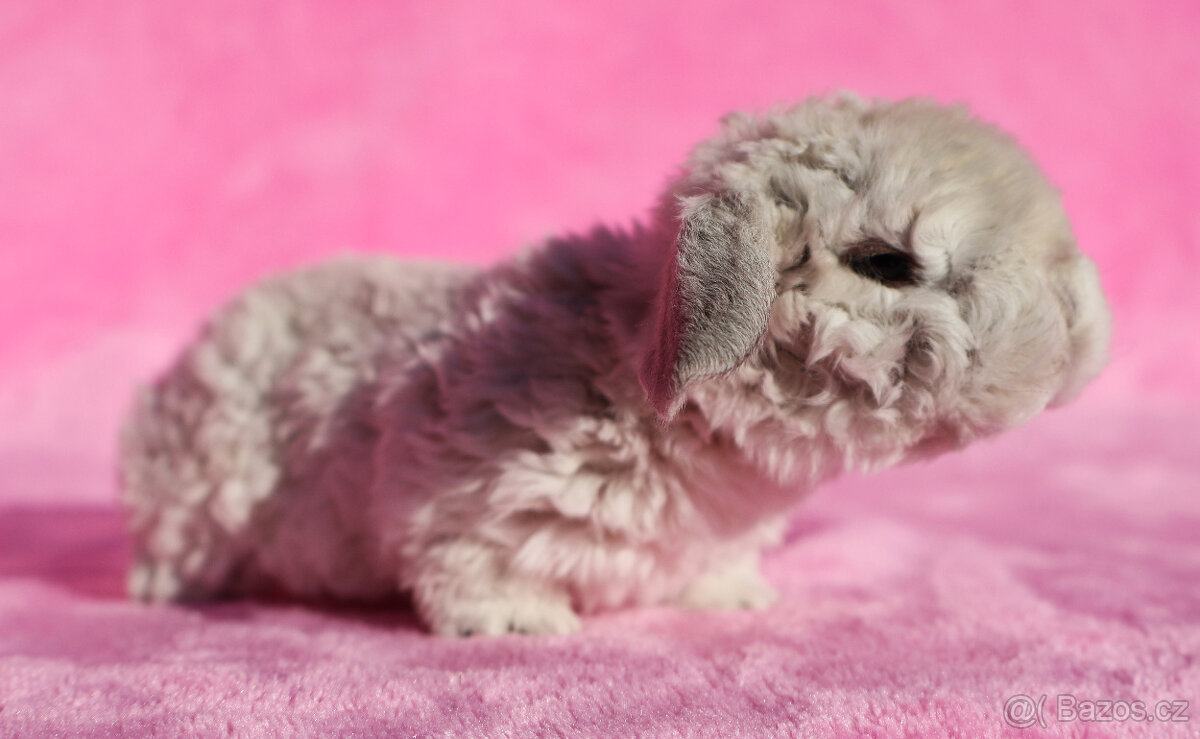 Zakrslý rex beránek , maličký siam sameček - 5