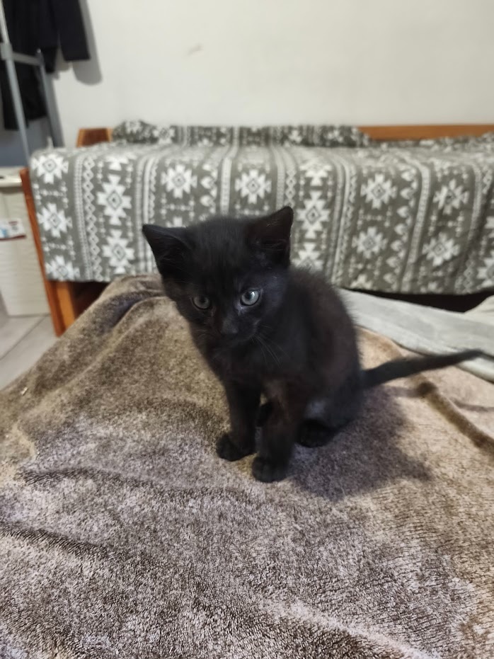 DARUJI kotě / koťata (3) do dobrých rukou. Info v popisku. - 5