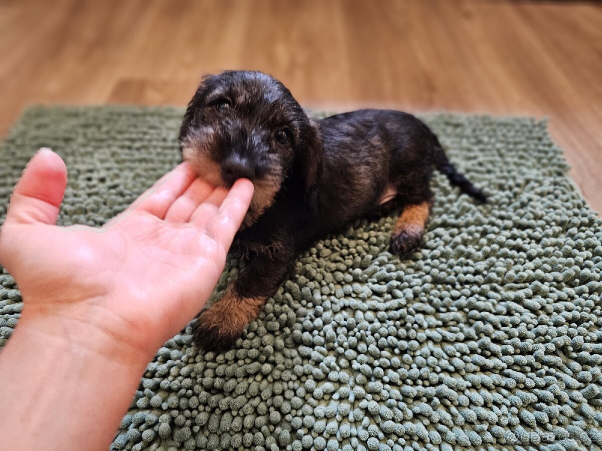 Jezevčík drsnosrstý standard POSLEDNÍ VOLNÁ FENKA - 5